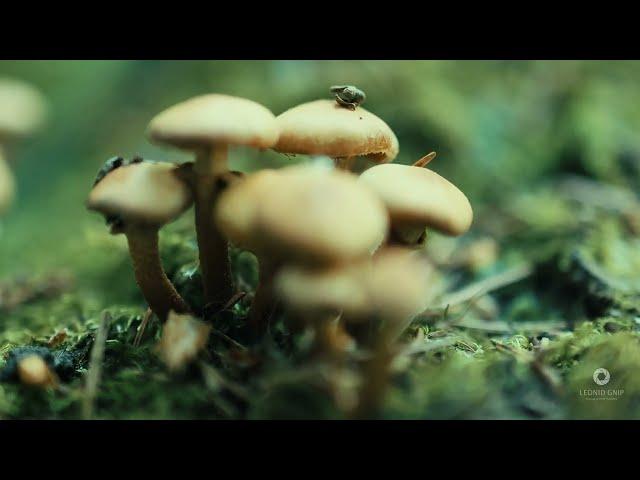 Леонид Гнип - Тихий Лес #shorts
