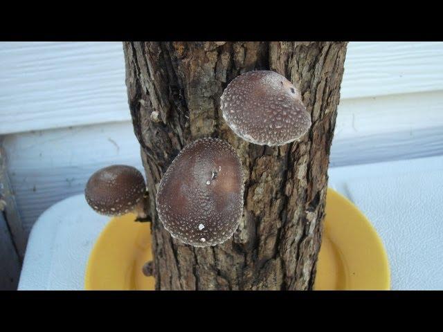 How To Grow Shiitake Mushrooms On Logs