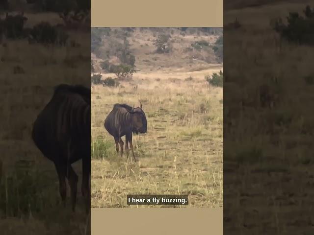 Baby Rhino vs Wildebeest! Ozzy Man Quickies