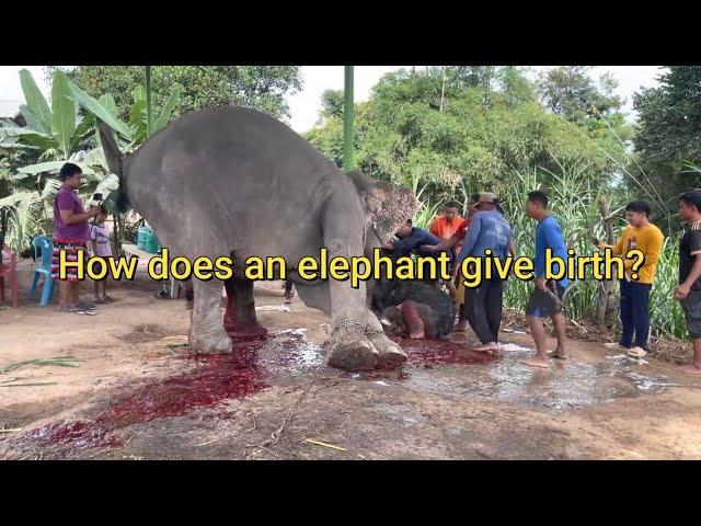 How Does An Elephant Give Birth | Newborn Baby Elephant