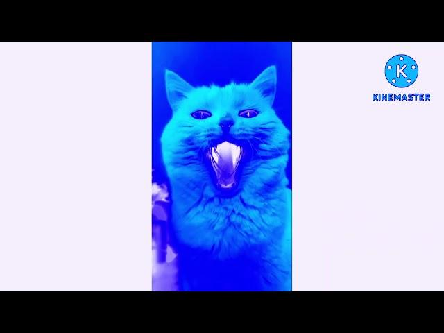 Cat Funny Sound Effects (Sponsored by Preview 2 Effects) In Chorded