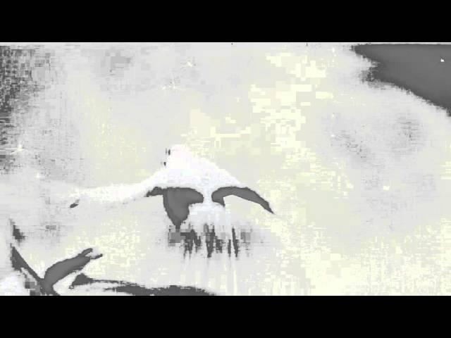 Летящие голуби - Футаж - SD