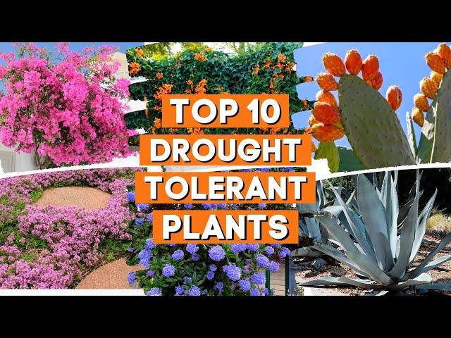 10 Drought Tolerant Plants That Will Survive The Driest Conditions ️