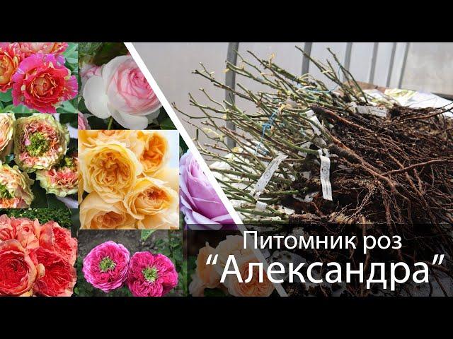 Обзор посылки с розами - весна 2021 - Питомник "Александра"