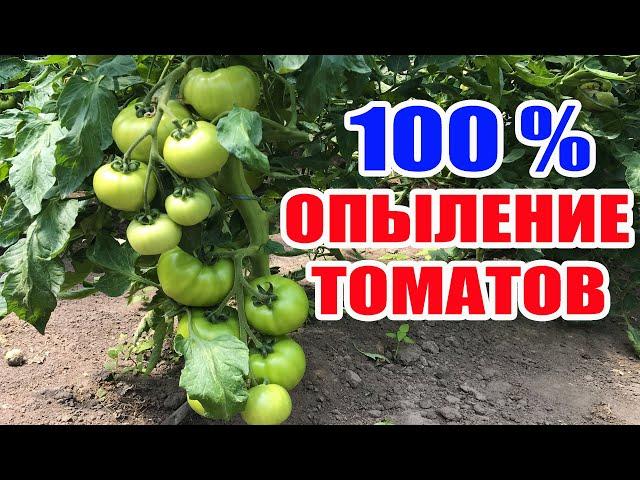 Опыление томатов в теплице ! 100 % завязь