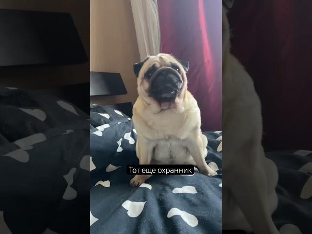 Морс лучший охранник  #мопс #pug #мопс #собака #шифа #мопсы