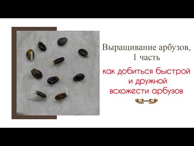 Выращивание арбуза от А до Я, 1 часть. Арбузы быстро и дружно взойдут, если придерживаться правил