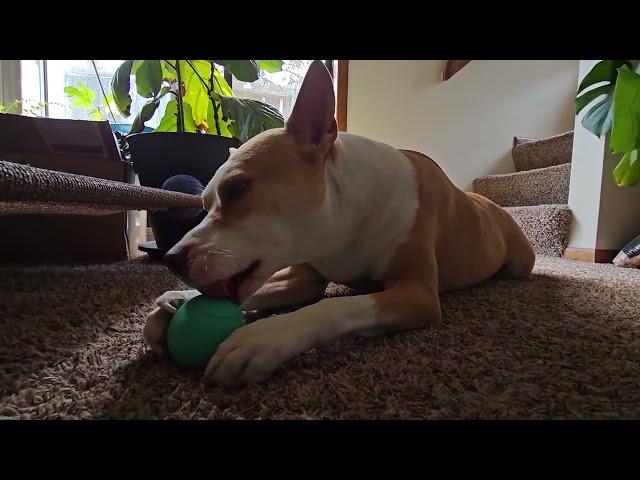 Ministry of Science and Technology- Respected Comrade Sasha Bear attempts puzzle ball, gives up