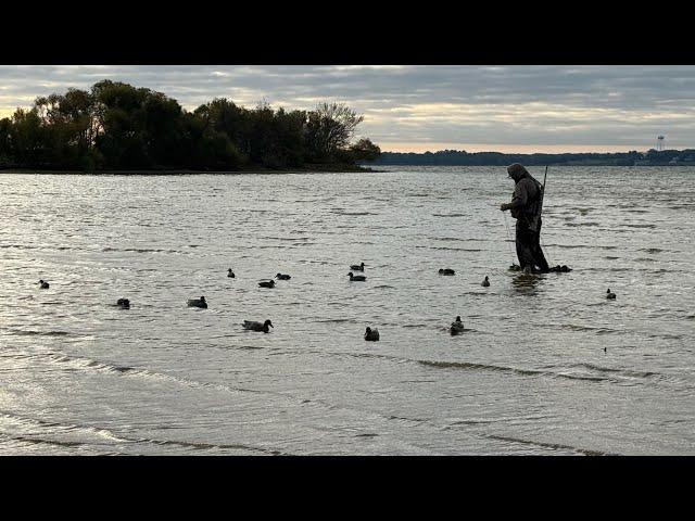 Duck hunting East Texas | bufflehead | 20 gauge | migra 2/4 mix