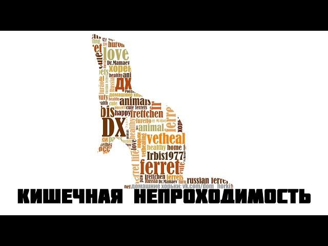 Хорьки - Кишечная непроходимость (Закупорка)