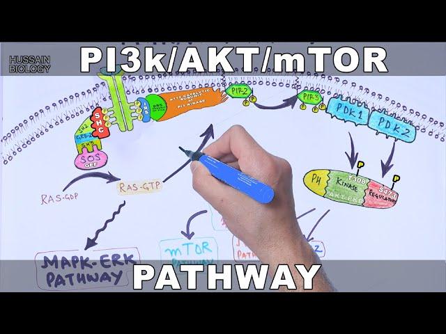 PI3k/AKT/mTOR Pathway