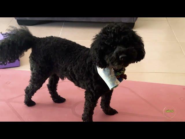 TACO treats are the best Taco THE POODLE | VIPets #cat #animal #dog #vipets