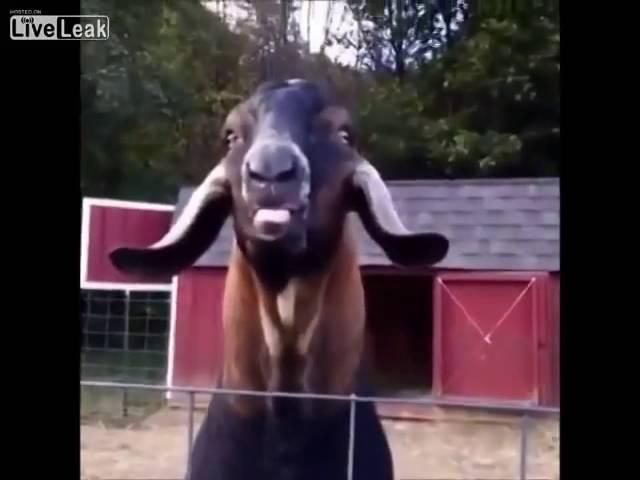 Козел дразнится.Crazy Goat.