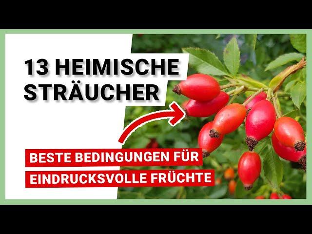 13 heimische Sträucher für beste Standortbedingungen