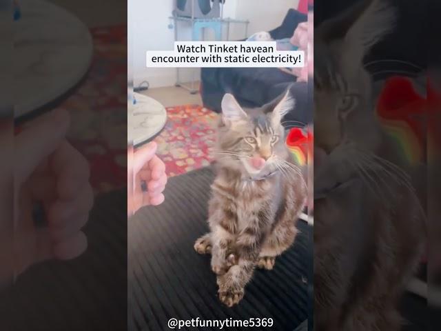 Cat vs electric static #cat #funnycats #funny #funnyanimls