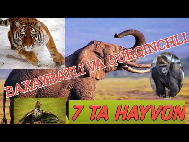 КУРКИНЧЛИ ХАЙВОНЛАР ТОП 7 QURQINCHLI HAYVONLAR TOP 7