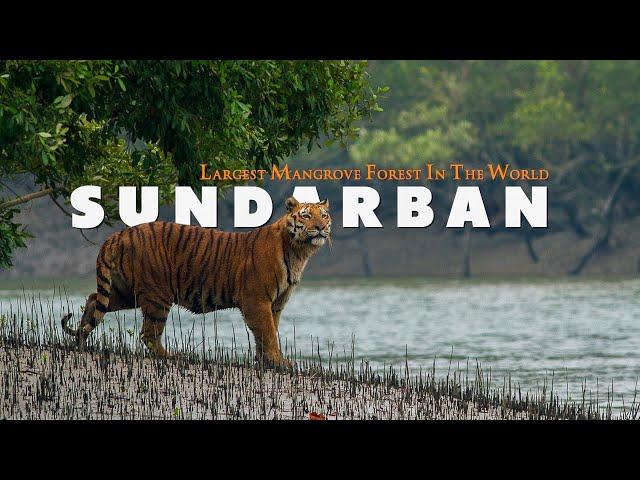 MYSTERIOUS SUNDARBAN | Complete Tour Guide | Largest Mangrove Forest In The World | West Bengal