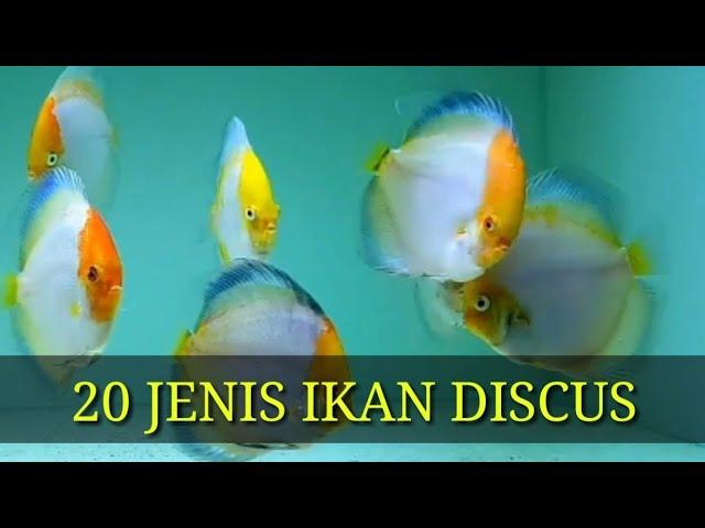 20 Jenis Ikan Discus Rajanya Ikan Hias untuk Aquascape (Cichlid)