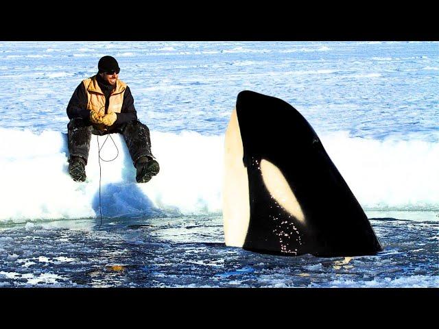 7 Orca Encounters That'll Brighten Your Day