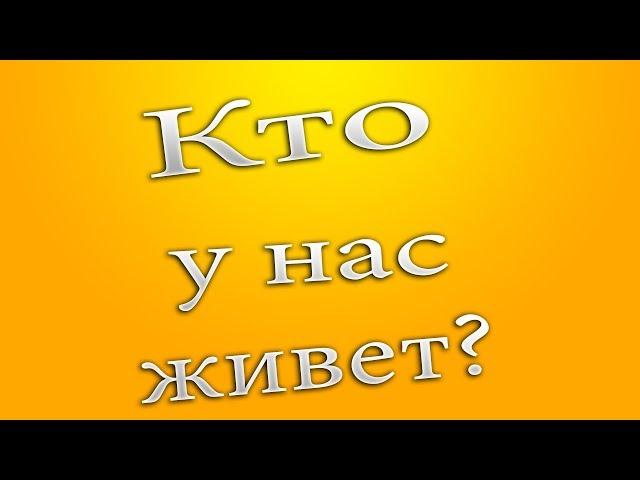 Кто у нас живет?