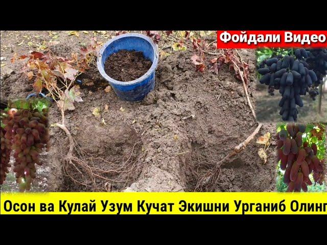 Аватар Кучат Кандай Экилади? Ураш,Кумиш Керакми,Тагига Нима Солиш керак?