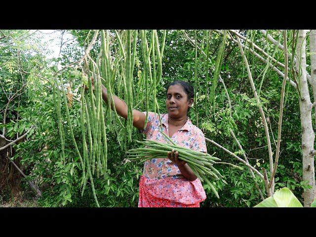 moringa / I make some delicious dishes using drumsticks for breakfast.  .village kitchen recipe