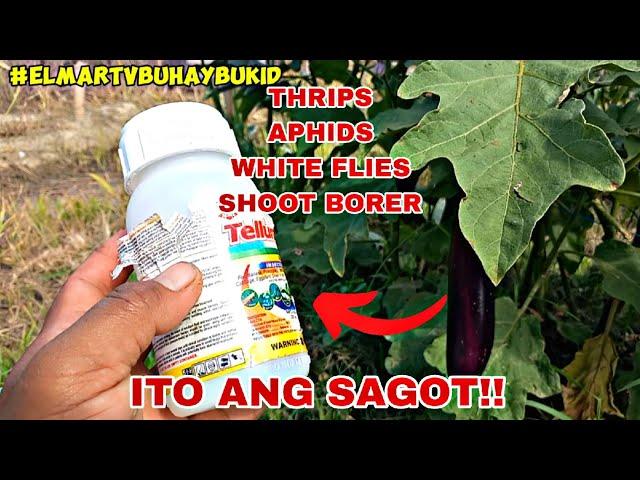 WHITE FLIES,APHIDS,SHOOT BORER,THRIPS KAYANG KAYA PALA NITO??