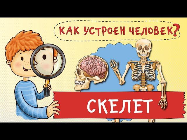 Как устроен человек? Как устроен мой скелет. Зачем мне кости?