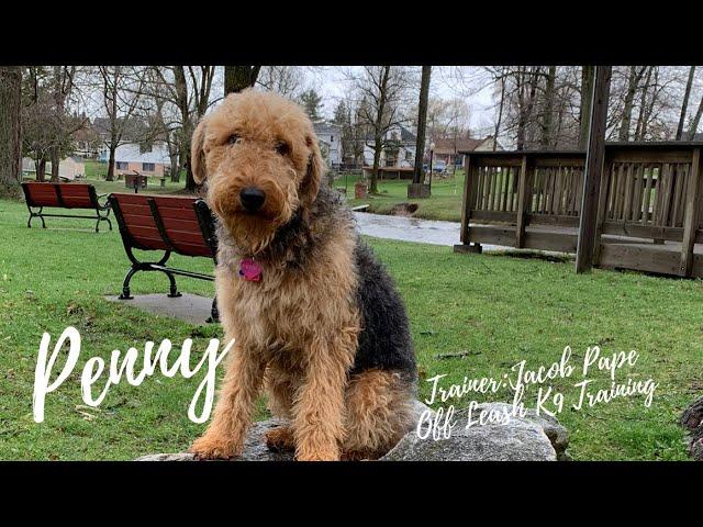 Airedale Terrier “Penny” l Amazing Obedience Transformation l Off Leash K9 Training