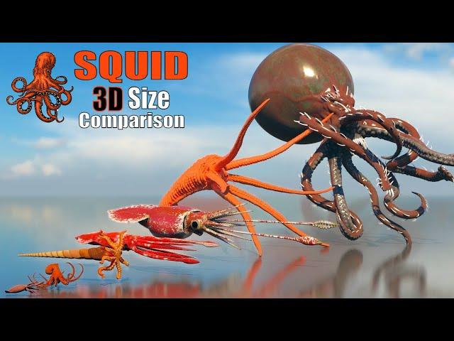 STOP Wondering How Big Squids REALLY Are! 3D Size Comparison