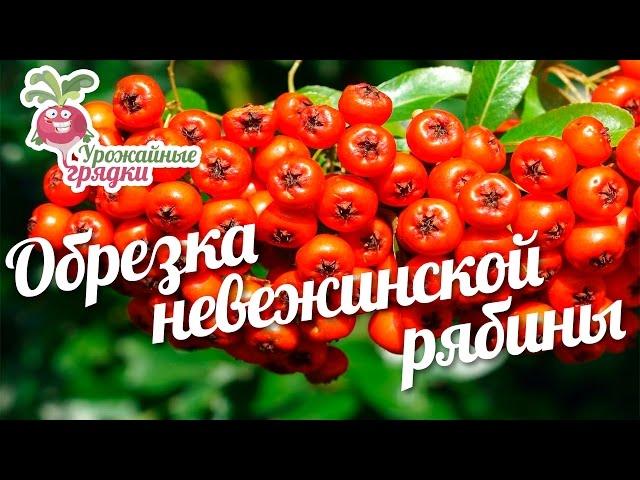 Невежинская рябина. Обрезка рябины. Урожайные грядки.