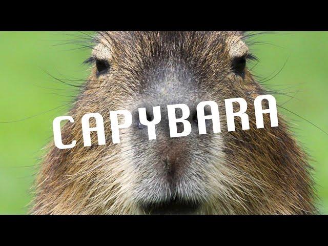 capybara lyric video