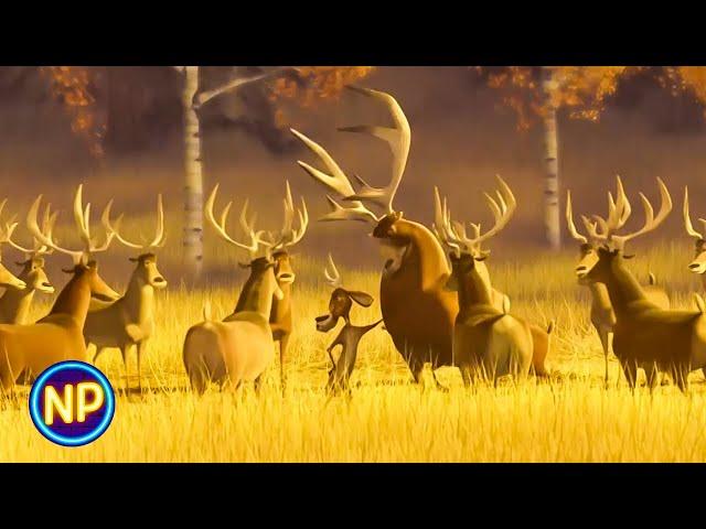 Meeting the Herd | Open Season | Now Playing