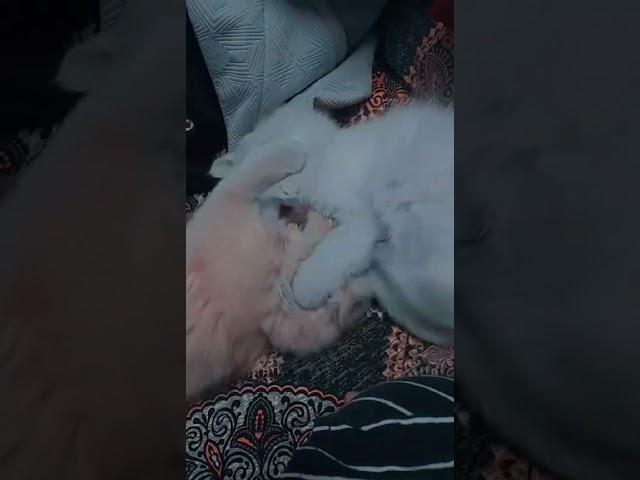 They Both Love Eachother || Cat Love || Hash Vlogs