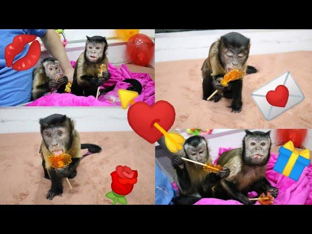 2020.02.14 Monkey capuchin Masyanya, Dania and Pitri. Valentine's Day.