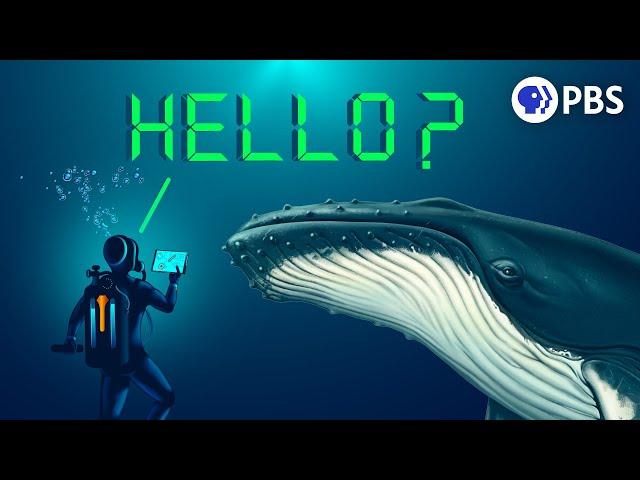 Could AI Let Us Talk to Whales?