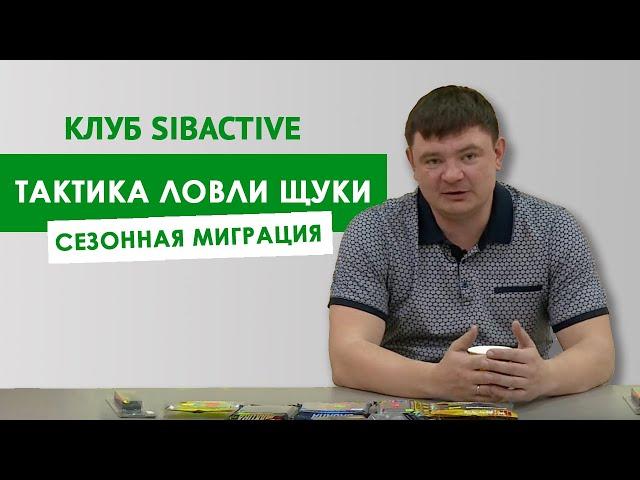 Тактика ловли: сезонная миграция щуки | Клуб SibActive с Григорием Безменовым