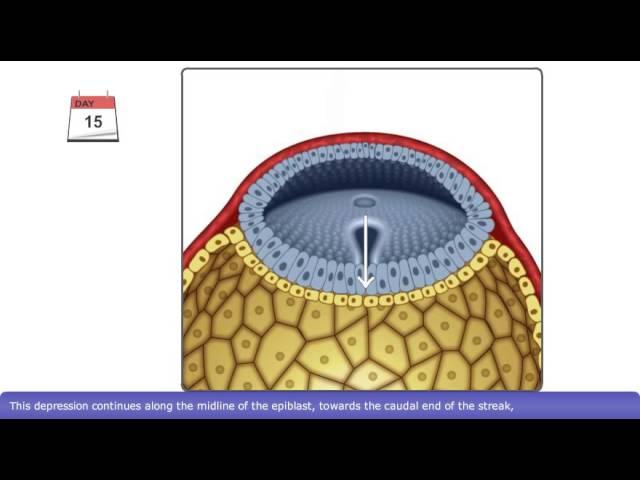 The Process of Gastrulation