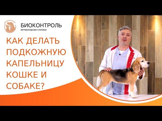  Как правильно делать подкожную капельницу кошке и собаке? Подкожная капельница кошке и собаке. 18+