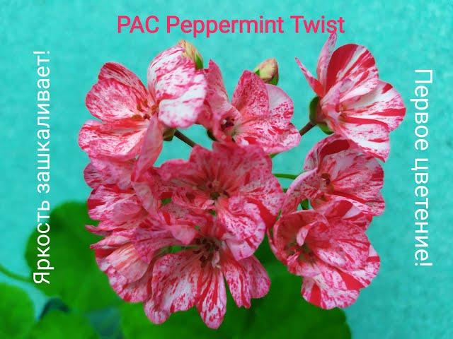 Пеларгония PAC Peppermint Twist . Первое цветение. Яркость зашкаливает! Лучшие сортовые пеларгонии.