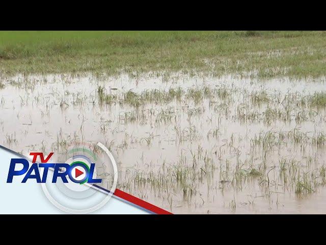 Mga sakahan sa Mamburao, Occidental Mindoro nalubog sa baha | TV Patrol