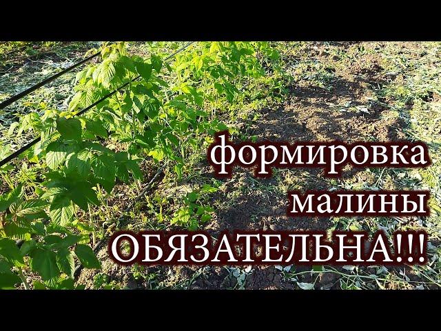 Формировка малины - обязательна! Операция, которую нельзя пропускать.