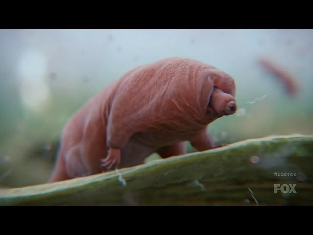 Neil deGrasse Tyson on the mighty tardigrades