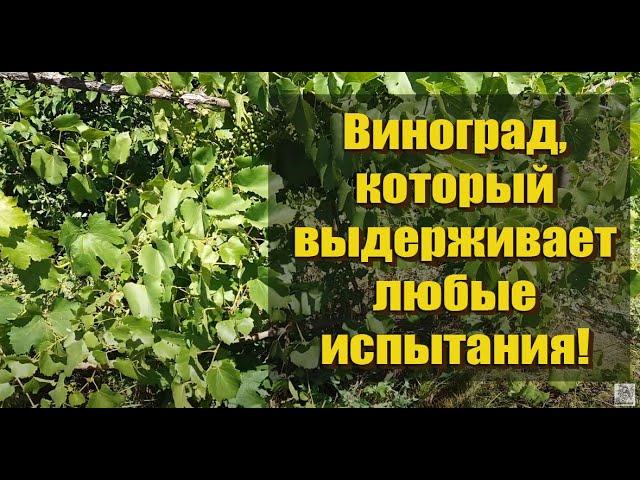 Виноград, который выдерживает любые испытания!