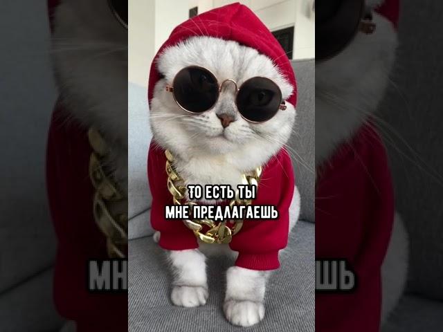 Смешные коты - Майя  #смешныекоты #кошка #shorts