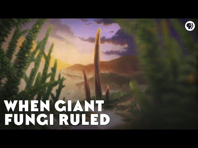 When Giant Fungi Ruled