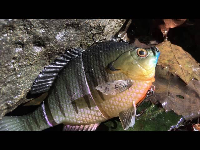 Swimbait Review: Savage Gear 3D Bluegill