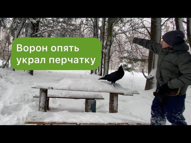 Как ворон купается зимой? / Гоша опять начудил