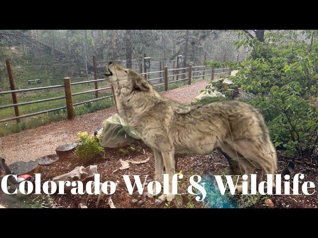 Colorado Wolf & Wildlife Center [Divide, CO]