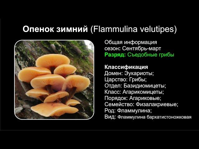 Опенок зимний (Flammulina velutipes)